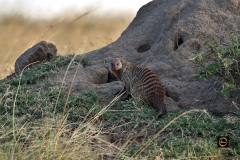 Banded Mongoose
