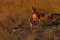 Black-backed Jackal Pup