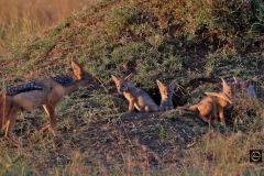Black-backed Jackal Family