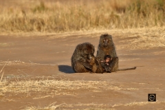 Olive Baboon