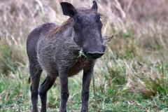 Warthog