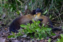 Intimacy! a pair of Yellow Throated Marten