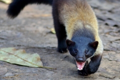 A Yellow Throated Marten, showing off its hunting gear!