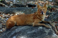 Wild Dog