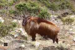 Himalayan Tahr