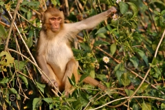 Rhesus Macaque