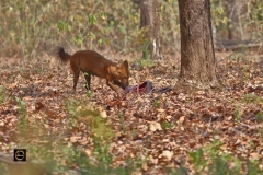 Wild Dog with kill