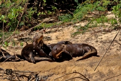 Giant Otter family