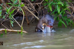 Giant Otter feasting on its kill