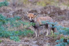 Desert Fox