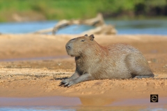 Capybara, the largest living rodent