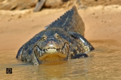Caiman - head on!