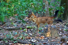 A pair of Wild Dogs