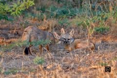 Intimacy! a pair of Indian Fox