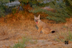 Indian Fox - yawning or snarling?
