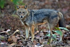 Golden Jackal