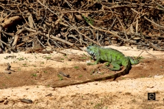 Green Iguana
