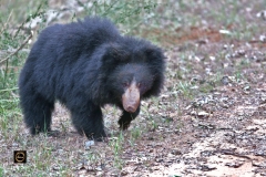Sloth Bear