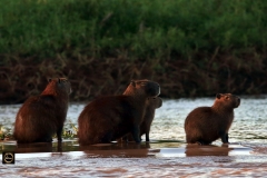 Early morning meditation! Capybara