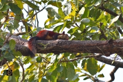 Indian Giant Squirrel