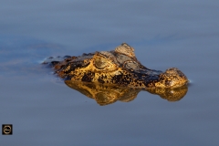 Caiman, closeup