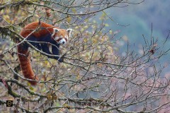 Red Panda (Firefox!)