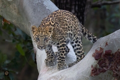 A Leopard Cub on a Ghost tree!!