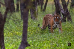 Tiger in lush green forest.