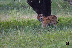 Tiger taking an overview.