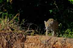 Queen is emerging from shadows!