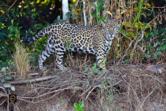 Jaguar keeping a vigil on a river bank.