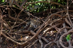 There is someone under the twigs!