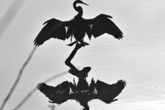 Amazing Birds