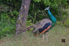Peacock
