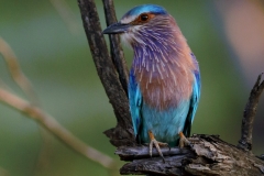 Indian Roller