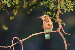 Indian Roller