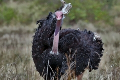 Ostrich