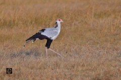 Secretary Bird