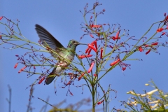 Humming Bird
