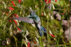 Humming Bird