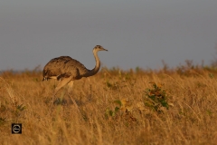 Greater Rhea