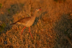 Red-legged Seriema