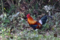 Jungle Fowl