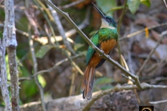 Rufous-tailed Jacamar