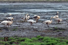 Bar-headed Geese