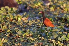 Wattled Jacana
