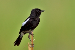 Pied Bush Chat