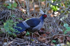 Kalij Pheasant