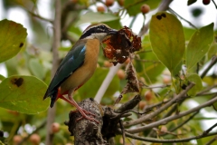Indian Pitta