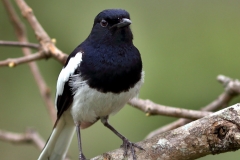 Oriental Magpie-Robin